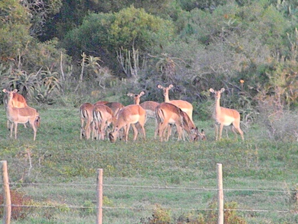 The Hexagon Wildlife Conservation Ξενοδοχείο Uitenhage Εξωτερικό φωτογραφία